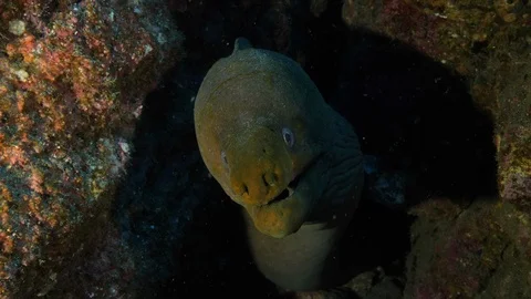 Panamic green moray eel hiding inside the rock in sea Stock Footage 115828885