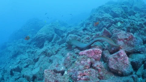 Panamic green moray eel swimming underwater over rock in the ocean Stock Footage 115872309