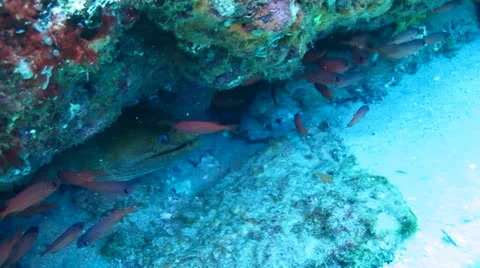 Panamic Moray Eel (Gymnothorax castaneus) Stock Footage 24259350