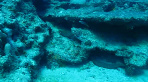 Panamic Moray Eel (Gymnothorax castaneus) Stock Footage 24261992