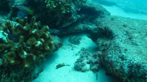 Panamic Moray Eel (Gymnothorax castaneus) Stock Footage 24306550