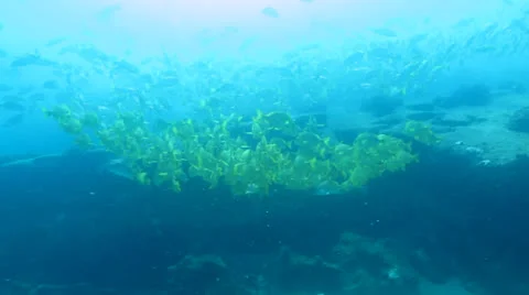Panamic porkfish (Anisostremus taeniatus) Stock Footage 24260933