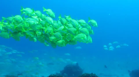 Panamic porkfish (Anisostremus taeniatus) Stock Footage 24268537
