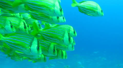 Panamic porkfish (Anisostremus taeniatus) Stock Footage 24268690