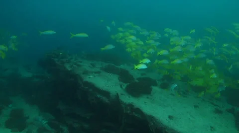 Panamic porkfish (Anisostremus taeniatus) Stock Footage 24282691