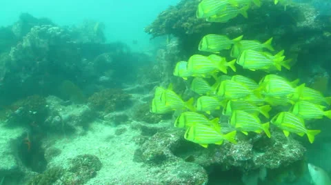 Panamic porkfish (Anisostremus taeniatus) Stock Footage 24289715