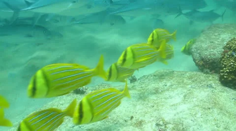 Panamic porkfish (Anisostremus taeniatus) Stock Footage 24299431
