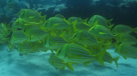 Panamic porkfish (Anisostremus taeniatus) Stock Footage 24348653