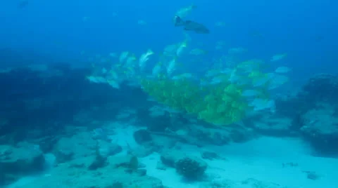 Panamic porkfish (Anisostremus taeniatus) Stock Footage 24366022