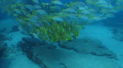 Panamic porkfish (Anisostremus taeniatus) Stock Footage 24384648
