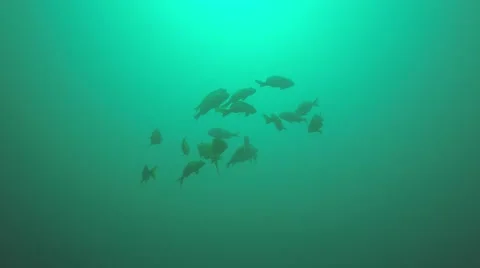 Panamic porkfish (Anisotremus taeniatus) Stock Footage 59146550