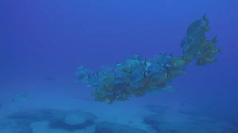 Panamic porkfish (Anisotremus taeniatus) Видео 59184830