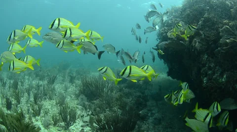 Panamic Porkfish Stock Footage 35653758