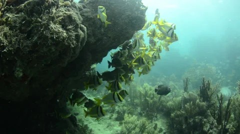 Panamic Porkfish Stock Footage 35654215