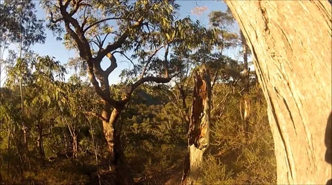 Panarama timelapse of bush Stockbeeldmateriaal 46799890