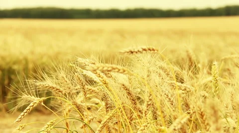 Panarom shot of a wheat field Stock Footage 40202084