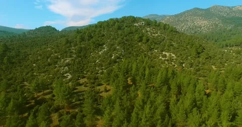 Panaromic  Pine Forest, Hill and Quarry, 4k Drone Shot Stock Footage 146124268