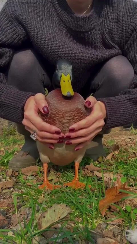 Pancake The Dancing Duck, Japan - 31 Oct 2023 Stock Footage 264732027