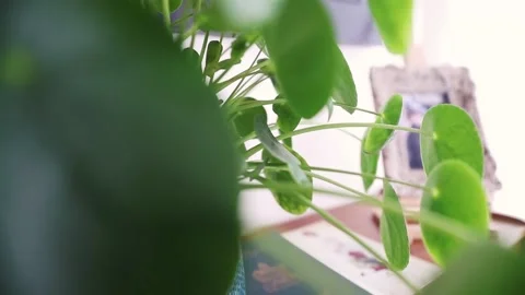 Pancake plant close up, looking around interior Stock Footage 140038098