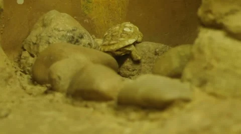 Pancake Tortoise Stock Footage 8689682
