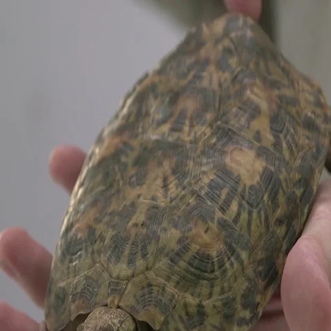 Pancake turtle pattern and shell Stock Footage 69548202