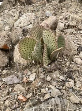 Pancakecactus Stock Photos
