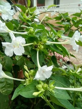 Pancing pentul Stock Photos