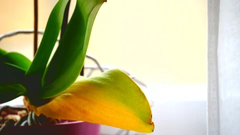 Pan/Closeup of an Orchid in flower in front of a window Stock Footage 90522611