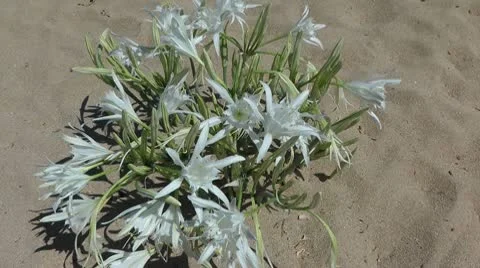 Pancratium maritimum in elafonisi - Greece Stockbeeldmateriaal 8990153