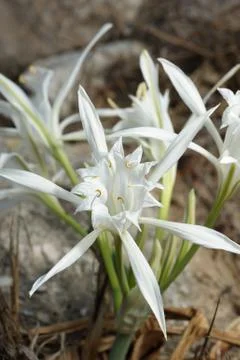 Pancratium maritimum Stock Photos