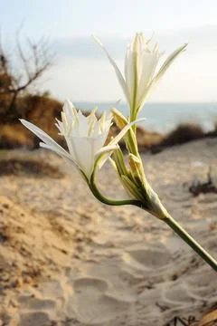 Pancratium maritimum Foto stock