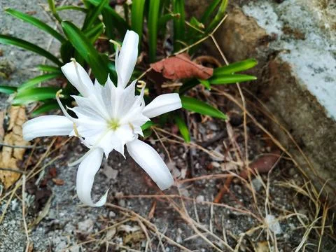 Pancratium Zeylanicum Stock Photos