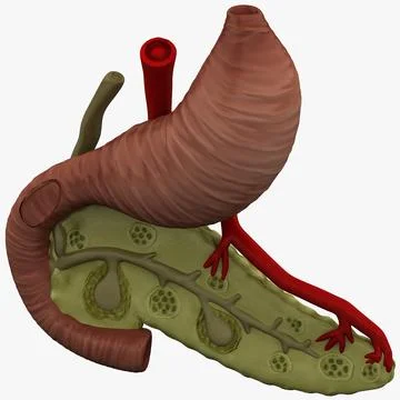 Pancreas Anatomy 3D Model