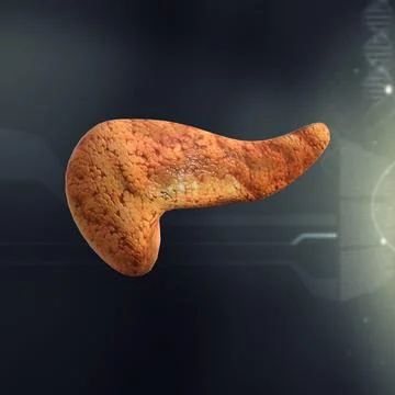 Pancreas Anatomy 3D Model