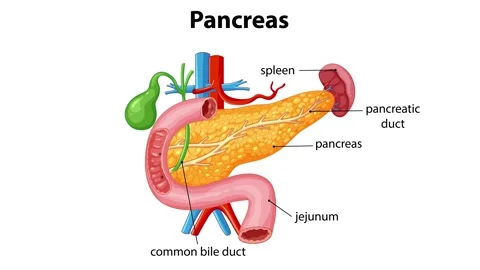Pancreas Anatomy and Function Animation Stockbeeldmateriaal 293560491