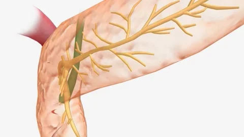 Pancreas Anatomy, Pancreatic duct 3d ani... Biology Diagrams