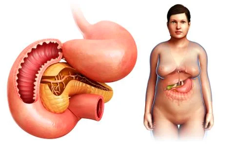 Pancreas and duodenum, illustration Stock Illustration