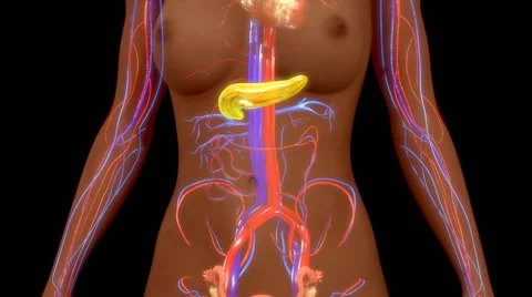 Pancreas Stock Footage 63030629