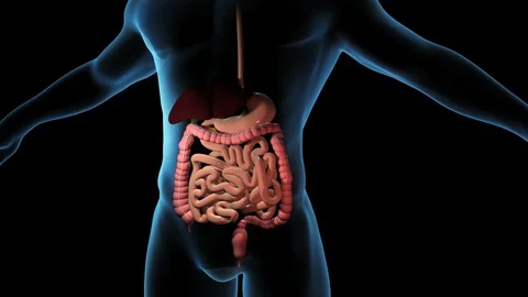 Pancreas Stock Footage 122196666