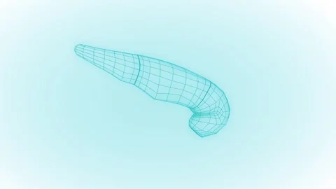 Pancreas Stock Footage 257077037