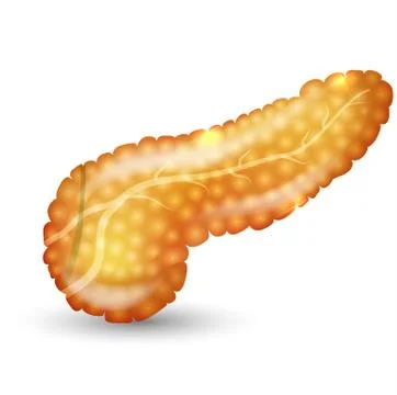 Pancreas Stock Illustration