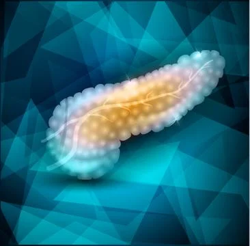 Pancreas Stock Illustration