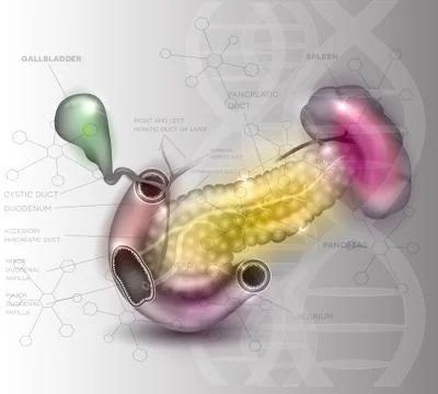 Pancreas Stock Illustration