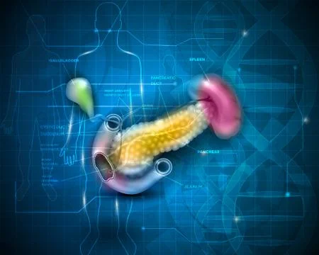 Pancreas Stock Illustration