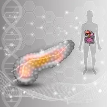 Pancreas Illustrazione stock
