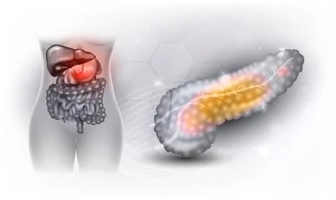 Pancreas Stock Illustration