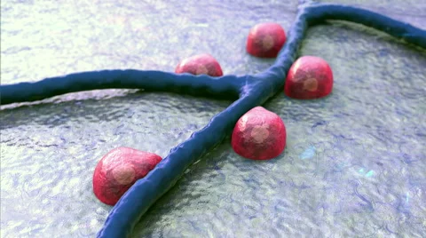 Pancreas, insulin Vidéo 46338013