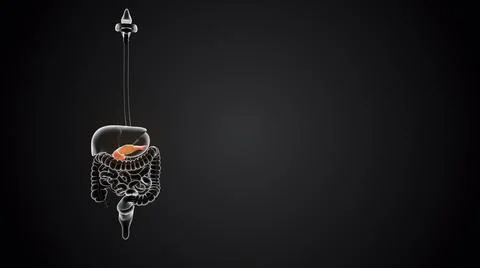 Pancreas with internal organs Illustrazione stock