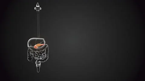Pancreas with internal organs loopable Stock Footage 171760937
