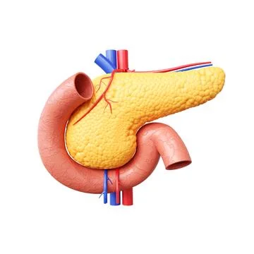 Pancreas isolated on white background Illustrazione stock